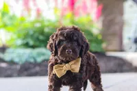 Trevor, a male Cockapoo for sale in Millersburg, OH – 9 of 10
