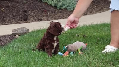 Hazel, a female Cockapoo for sale in Millersburg, OH – 8 of 8