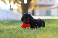 Paxton, a male Cavapoo for sale in Millersburg, OH – 5 of 7