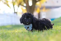 Easton, a male Cavapoo for sale in Millersburg, OH – 2 of 5