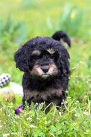Cupcake, a female Cavapoo for sale in Millersburg, OH – Photo 6 of 7