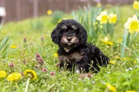 Cupcake, a female Cavapoo for sale in Millersburg, OH – Photo 5 of 7
