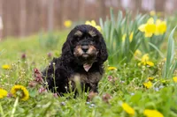 Cupcake, a female Cavapoo for sale in Millersburg, OH – Photo 2 of 7
