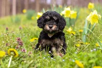 Cupcake, a female Cavapoo for sale in Millersburg, OH – Photo 4 of 7