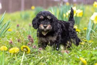 Cupcake, a female Cavapoo for sale in Millersburg, OH – Photo 1 of 7