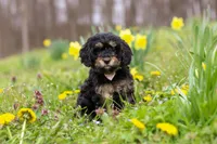Cupcake, a female Cavapoo for sale in Millersburg, OH – Photo 3 of 7