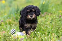 Cupcake, a female Cavapoo for sale in Millersburg, OH – Photo 7 of 7