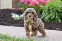 Hudson, a male Cockapoo for sale in Millersburg, OH – 1 of 8