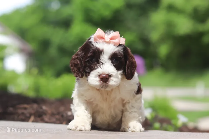 Lola – Cockapoo puppy for sale in Millersburg, OH