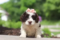 Lola, a female Cockapoo for sale in Millersburg, OH – 1 of 6