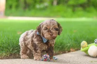 Quinton, a male Cockapoo for sale in Millersburg, OH – 3 of 7