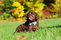 Rusty, a male Cavapoo for sale in Millersburg, OH – 6 of 6