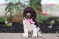 Aleah, a female Cockapoo for sale in Millersburg, OH – 5 of 6