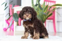 Milo, a male Cockapoo for sale in Millersburg, OH – Photo 4 of 7
