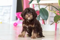 Milo, a male Cockapoo for sale in Millersburg, OH – Photo 7 of 7