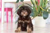 Milo, a male Cockapoo for sale in Millersburg, OH – Photo 6 of 7