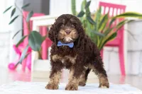 Milo, a male Cockapoo for sale in Millersburg, OH – Photo 5 of 7