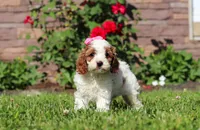 Ava, a female Cockapoo for sale in Millersburg, OH – 3 of 9