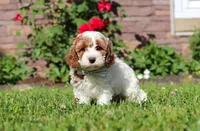 Baxter, a male Cockapoo for sale in Millersburg, OH – 5 of 6