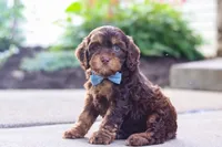 Warren, a male Cockapoo for sale in Millersburg, OH – 2 of 8