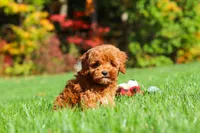Willow, a female Cockapoo for sale in Millersburg, OH – 2 of 10