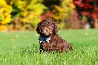 Rusty, a male Cavapoo for sale in Millersburg, OH – 3 of 6