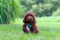 Teddy, a male Cockapoo for sale in Millersburg, OH – 3 of 5