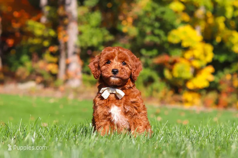 Sienna – Cockapoo puppy for sale in Millersburg, OH