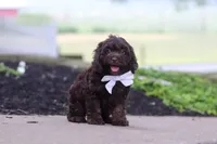 Alex, a male Cockapoo for sale in Millersburg, OH – 5 of 6