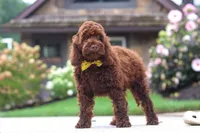 Sammie, a male Cockapoo for sale in Millersburg, OH – 7 of 8
