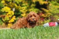 Goldie, a female Cockapoo for sale in Millersburg, OH – 5 of 6