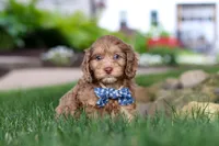 Leo, a male Cockapoo for sale in Millersburg, OH – 8 of 10