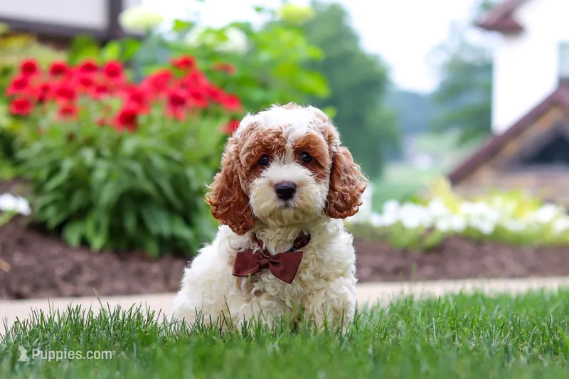 Baxter – Cockapoo puppy for sale in Millersburg, OH