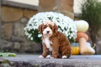 Autumn, a female Cavapoo for sale in Millersburg, OH – 4 of 10