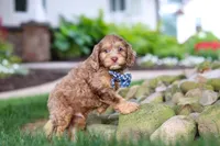Leo, a male Cockapoo for sale in Millersburg, OH – 9 of 10