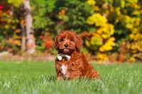Sienna, a female Cockapoo for sale in Millersburg, OH – 2 of 8