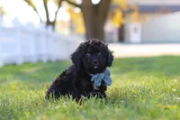 Easton, a male Cavapoo for sale in Millersburg, OH – 5 of 5