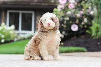 Oakley, a male Cockapoo for sale in Millersburg, OH – 3 of 8