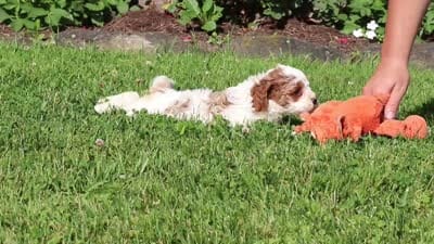 Ava, a female Cockapoo for sale in Millersburg, OH – 9 of 9
