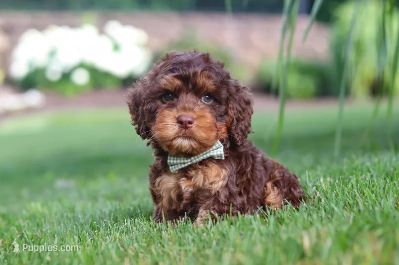 Seth – Cockapoo puppy for sale in Millersburg, OH