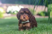 Seth, a male Cockapoo for sale in Millersburg, OH – 4 of 9