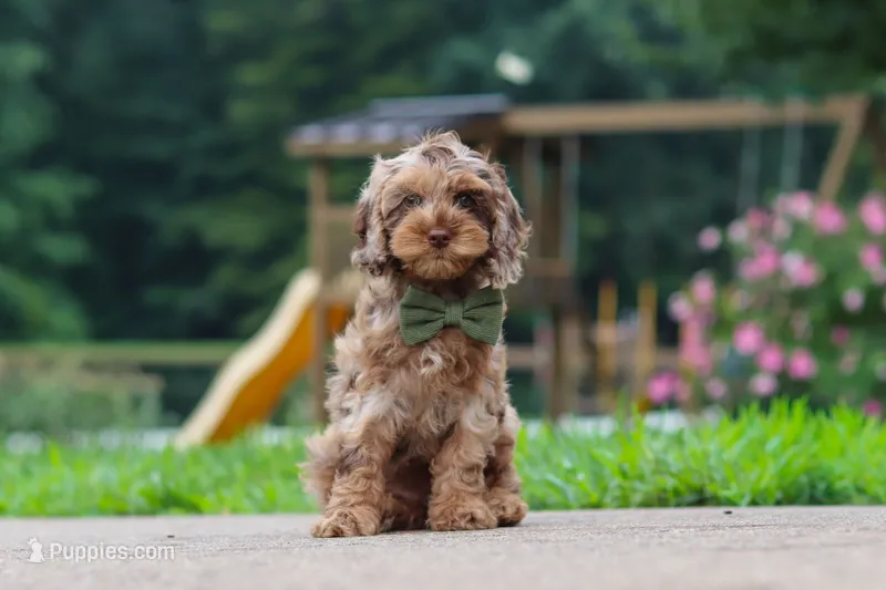 Kobe – Cockapoo puppy for sale in Millersburg, OH