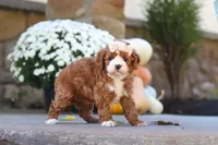 Autumn, a female Cavapoo for sale in Millersburg, OH – 3 of 10