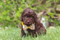 Teddy, a male Cockapoo for sale in Millersburg, OH – 3 of 6