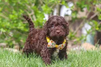 Teddy, a male Cockapoo for sale in Millersburg, OH – 4 of 6