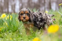 Dylan, a male Cavapoo for sale in Millersburg, OH – Photo 6 of 6