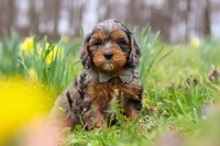 Dylan, a male Cavapoo for sale in Millersburg, OH – Photo 5 of 6