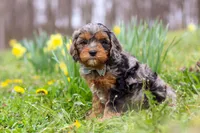 Dylan, a male Cavapoo for sale in Millersburg, OH – Photo 3 of 6