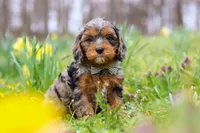 Dylan, a male Cavapoo for sale in Millersburg, OH – Photo 4 of 6