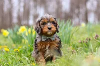 Dylan, a male Cavapoo for sale in Millersburg, OH – Photo 1 of 6